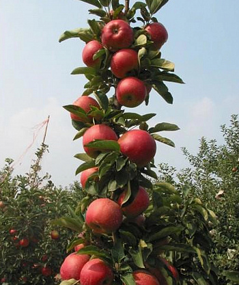 Яблоня колоновидная Есения