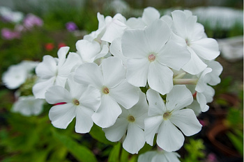 Флокс метельчатый Аня Попова