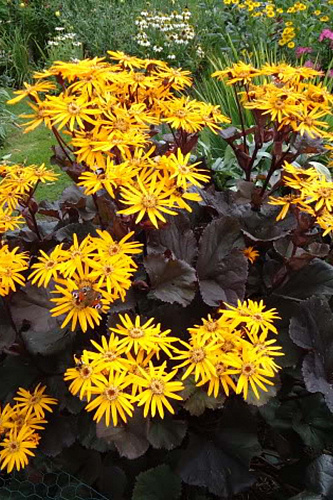 Бузульник зубчатый Дак Бьюти