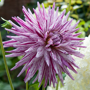 Георгина Полукактусовая Хай Трио