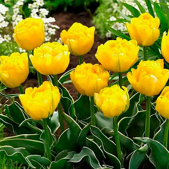 Тюльпан махровый ранний Калимеро