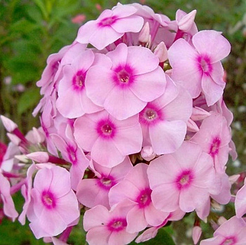 Флокс метельчатый Бриллиант Айз