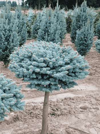 Ель колючая Glauca Globosa на штамбе 80-90см