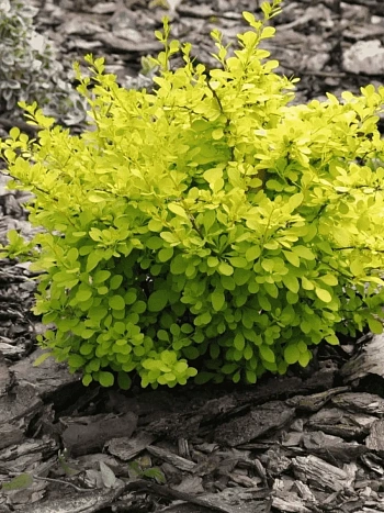 Барбарис Тунберга Aurea