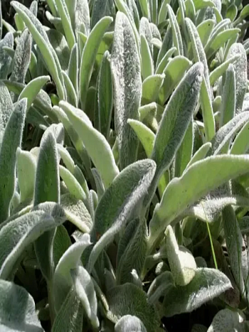 Чистец шерстистый