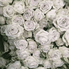 Роза спрей Silver Lace