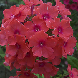 Флокс метельчатый Спитфайер