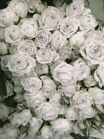 Роза спрей Silver Lace