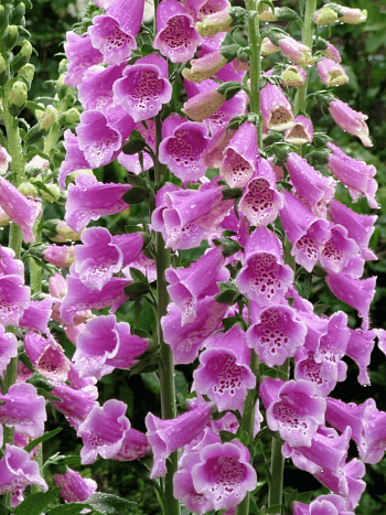 Наперстянка Dottie Rose