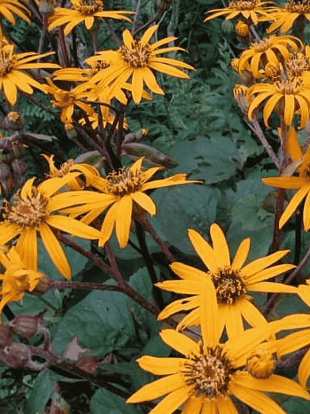 Бузульник зубчатый Desdemona