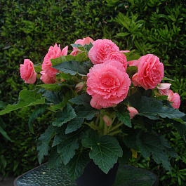 Бегония клубневая Америгибрид Раффлд Пинк