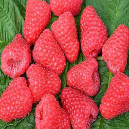 Малина Полонез