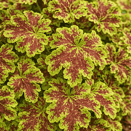 Гейхерелла Solar Power