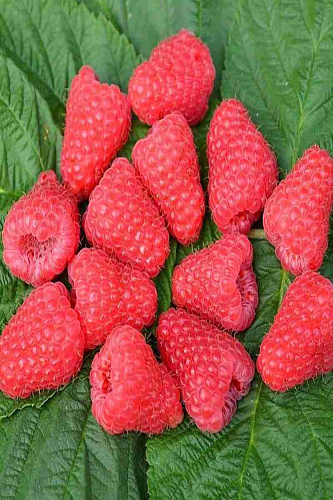 Малина Полонез