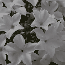 Флокс метельчатый Царевна лебедь