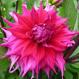 Георгина Декоративная Джокондо