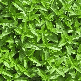 Мята перечная Nigra