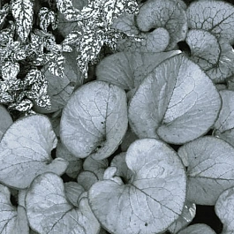 Бруннера крупнолистная Looking Glass