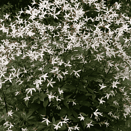 Гилления трехлистная