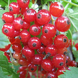 Смородина красная Сахарная Смородина красная Сахарная