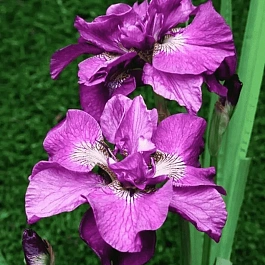 Ирис сибирский Tumble Bug