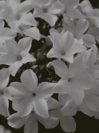 Флокс метельчатый Царевна лебедь