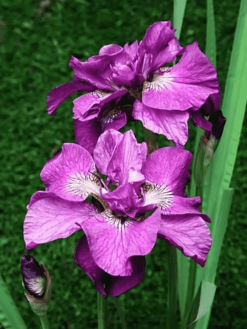 Ирис сибирский Tumble Bug