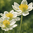 Анемона многонадрезанная Anabella White