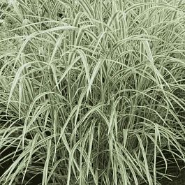 Мискантус китайский Cosmopolitan
