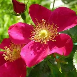 Роза Почвопокровная Purple Haze