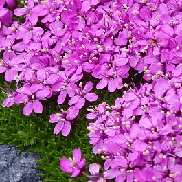 Смолёвка бесстебельная Mount snowdon