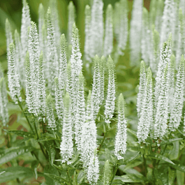 Вероника колосистая Snow Pearl