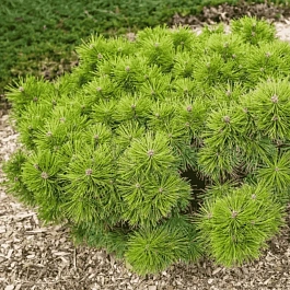 Сосна густоцветковая Jane Kluis