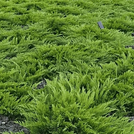 Можжевельник казацкий  Arcadia