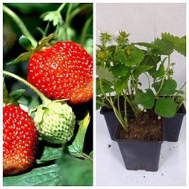 Земляника садовая Фигаро НАБОР 3ШТ Земляника садовая Фигаро НАБОР 3ШТ