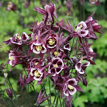 Аквилегия обыкновенная Винки Ред-Вайт