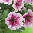 Петуния ампельная Опера Распберри Айс Петуния ампельная Опера Распберри Айс