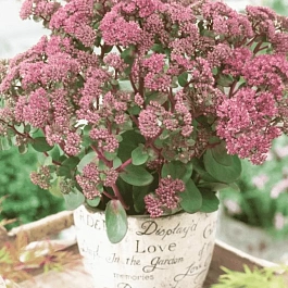 Очиток большой Seduction Green Pink
