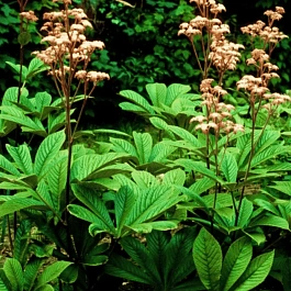 Роджерсия конскокаштанолистная