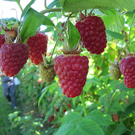 Малина ремонтантная Бриллиантовая