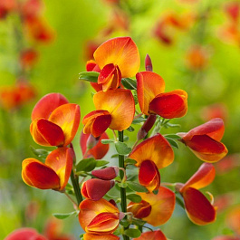 Ракитник венечный Лена