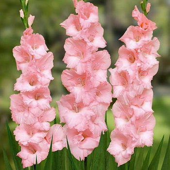 Гладиолус крупноцветковый Чимароза