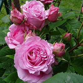 Роза плетистая Бьянвеню Роза плетистая Бьянвеню