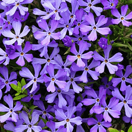 Флокс шиловидный Fabulous Blue Violet