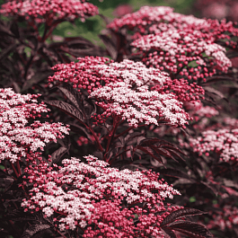 Бузина черная Thundercloud