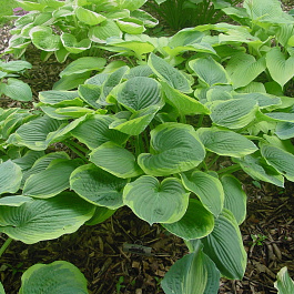 Хоста гибридная Абиква Мунбим