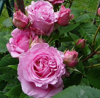 Роза плетистая Бьянвеню