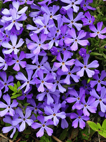 Флокс шиловидный Fabulous Blue Violet