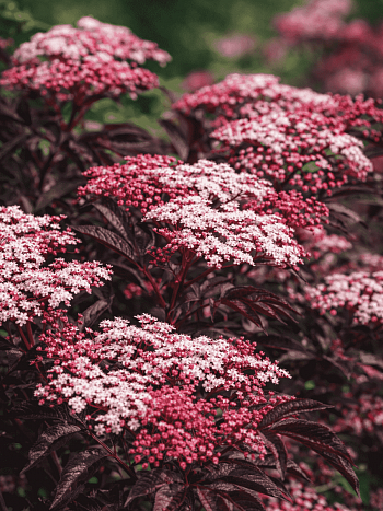 Бузина черная Thundercloud