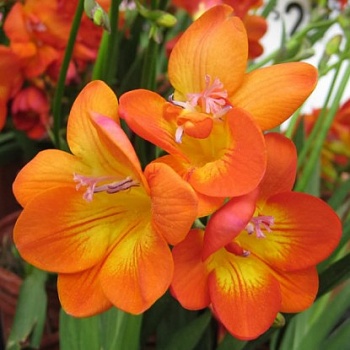 Фрезия Махровая Orange
